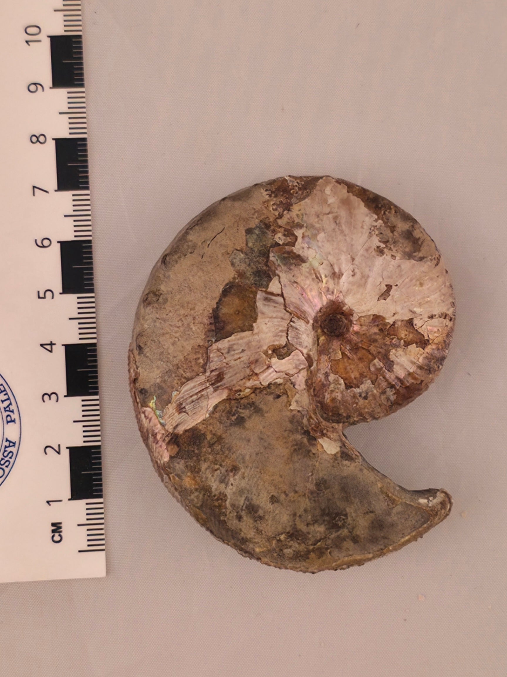 Hoploscaphites nicolletii 