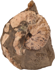 Discoscaphites conradi 