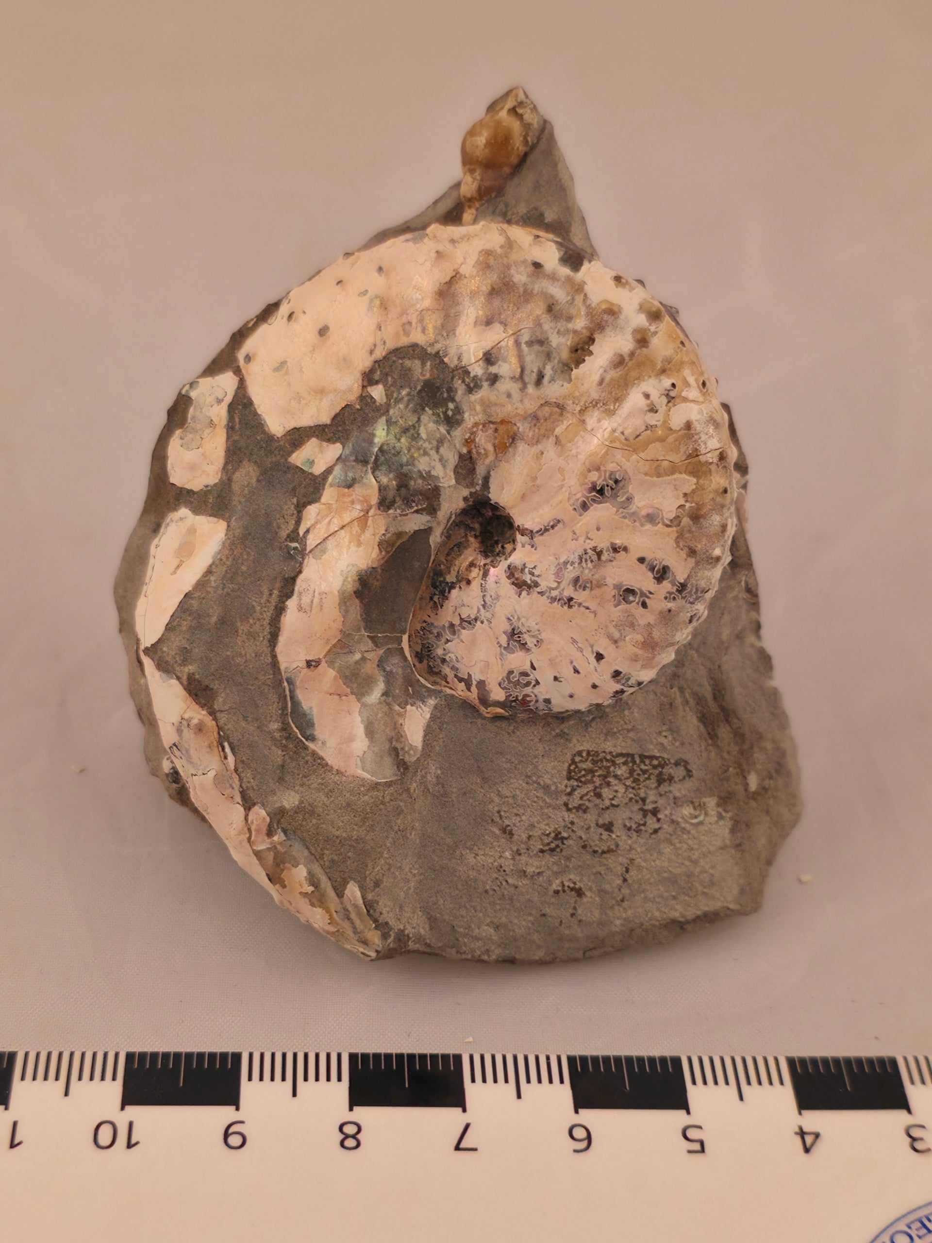 Discoscaphites conradi 