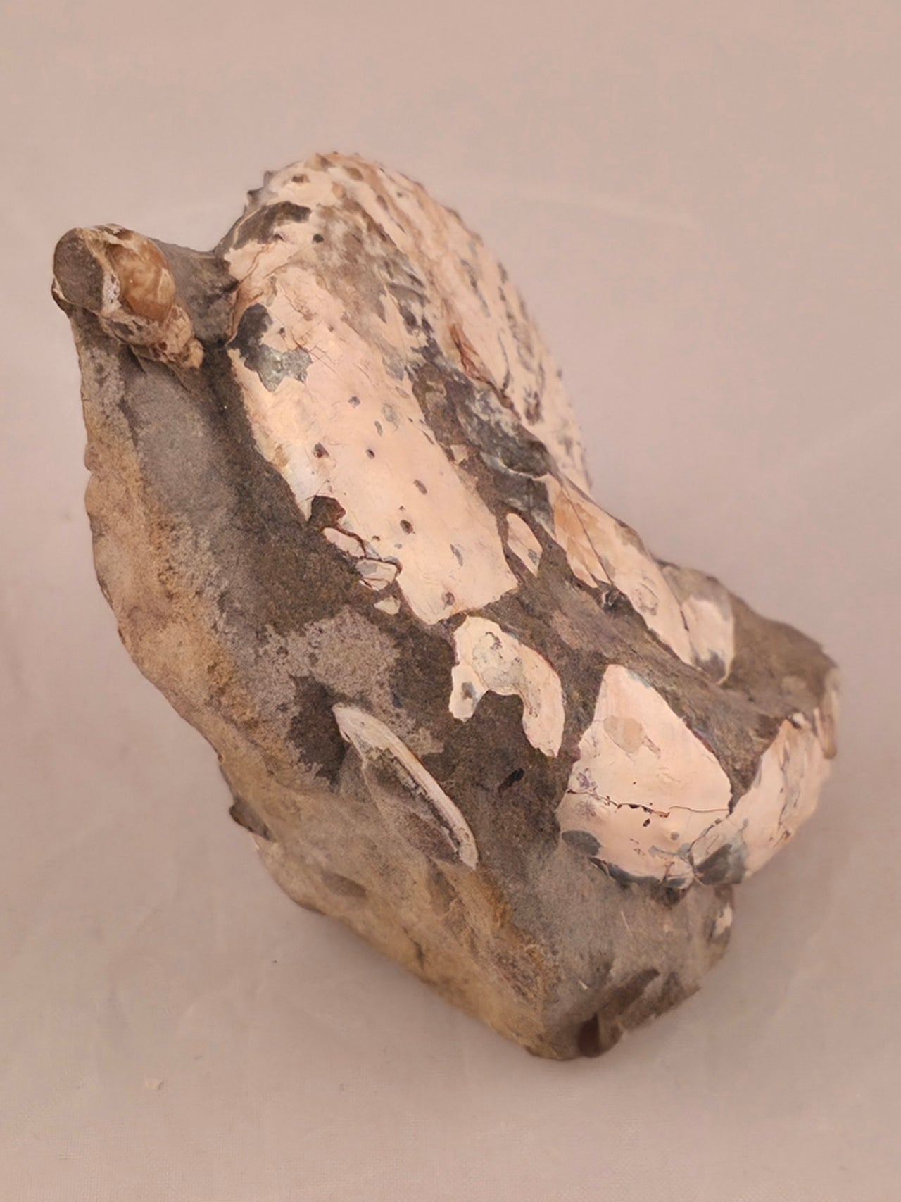 Discoscaphites conradi 