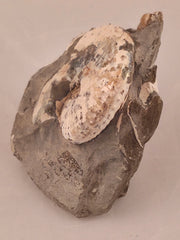 Discoscaphites conradi 