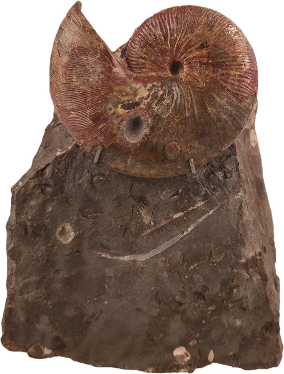 Hoploscaphites nicolletii 