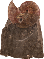 Hoploscaphites nicolletii 