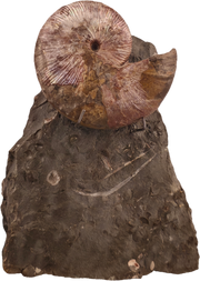 Hoploscaphites nicolletii 