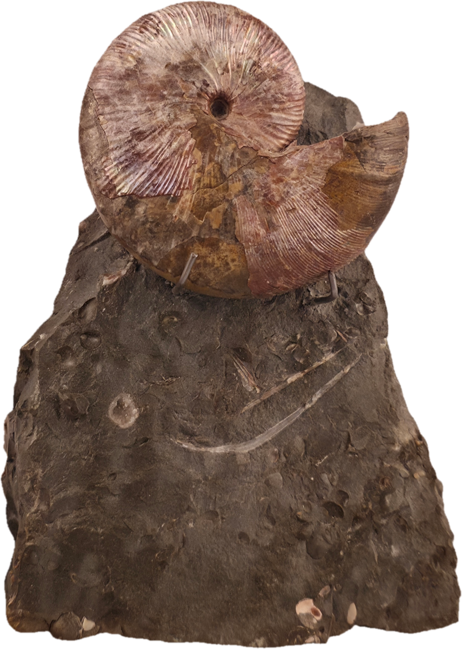 Hoploscaphites nicolletii 