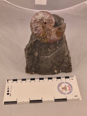 Hoploscaphites nicolletii 