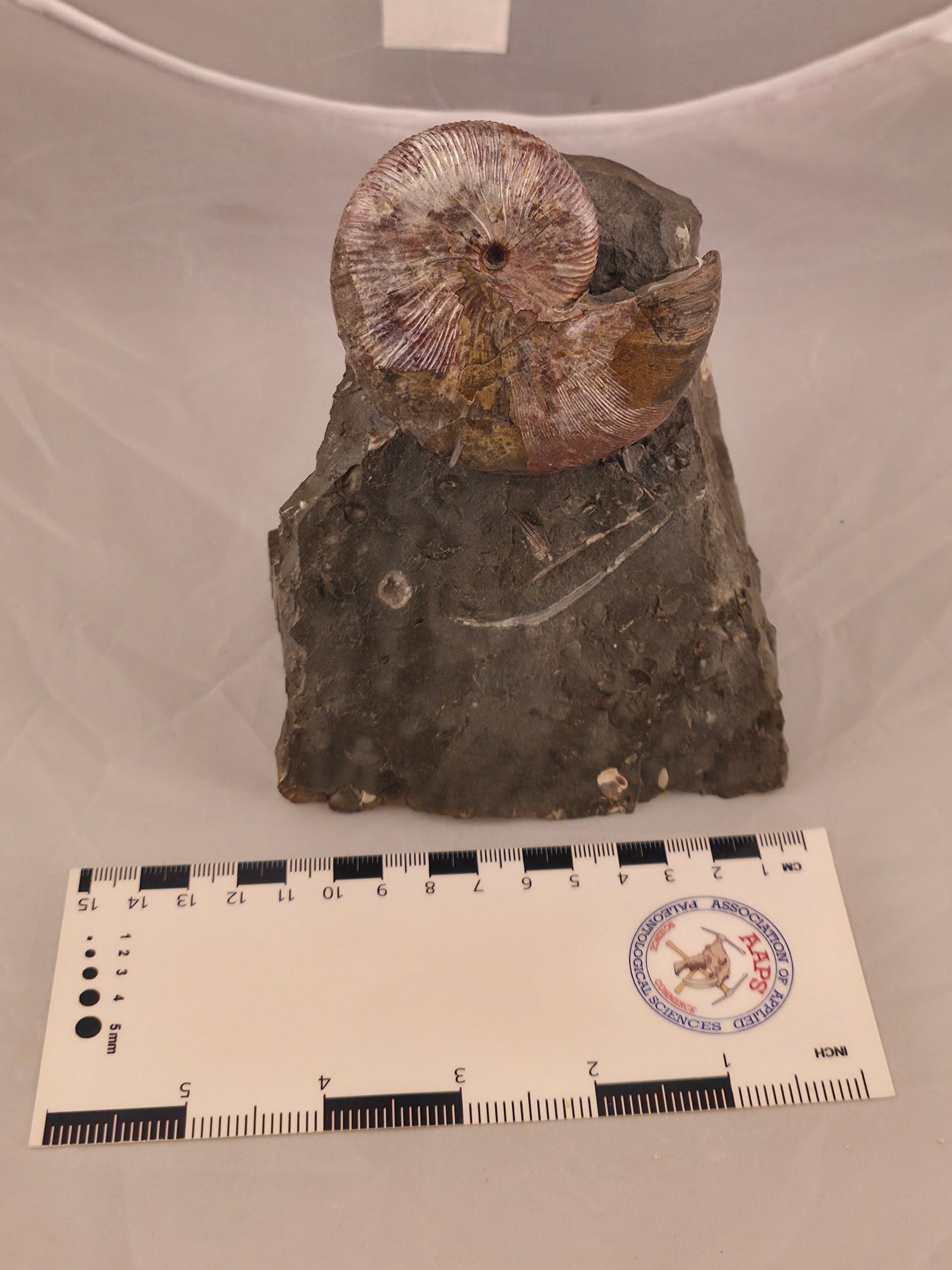 Hoploscaphites nicolletii 