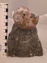Hoploscaphites nicolletii 