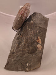 Hoploscaphites nicolletii 