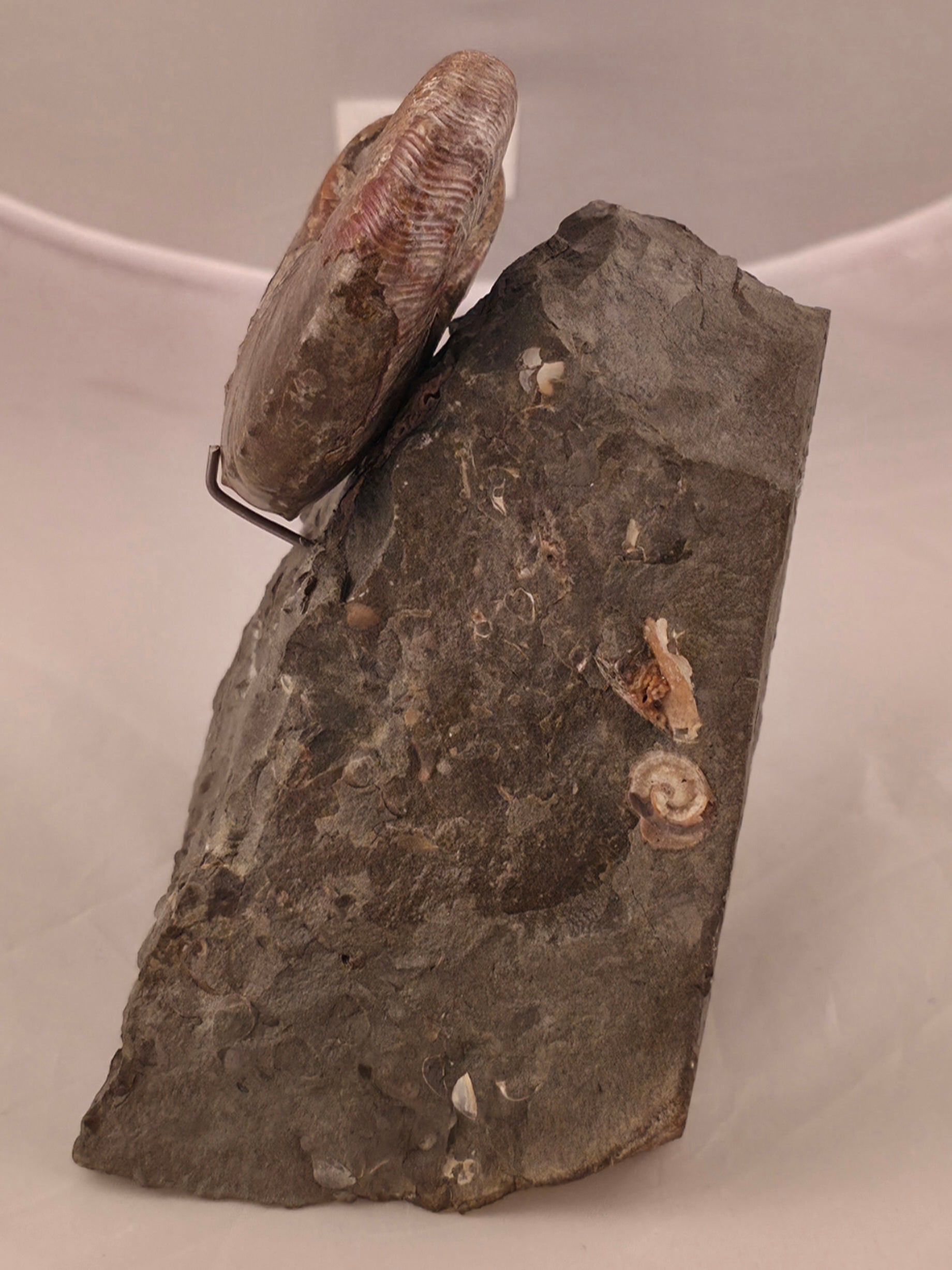 Hoploscaphites nicolletii 