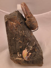 Hoploscaphites nicolletii 