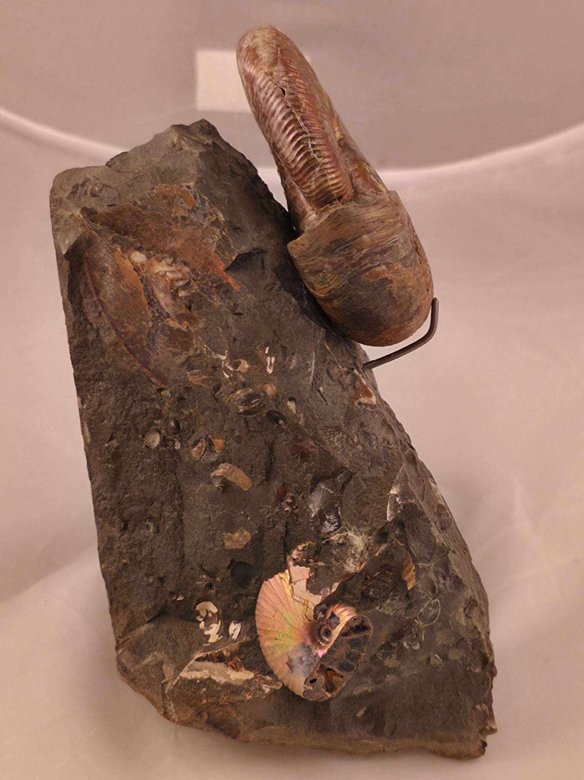 Hoploscaphites nicolletii 