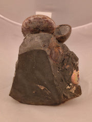 Hoploscaphites nicolletii 