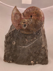 Hoploscaphites nicolletii 