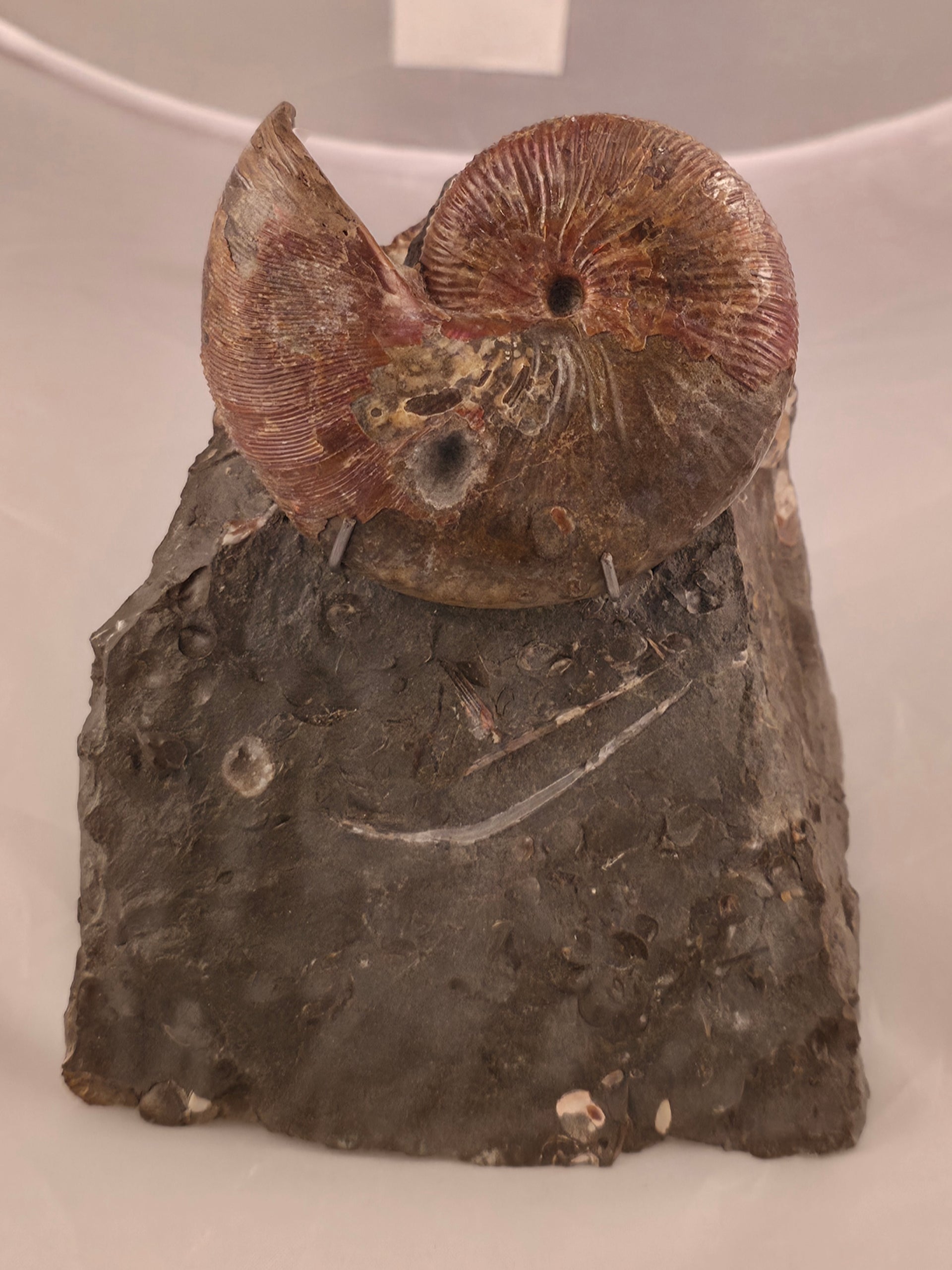 Hoploscaphites nicolletii 