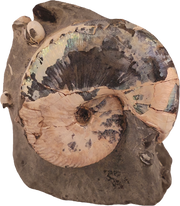 Hoploscaphites nicolletii w/ jaws