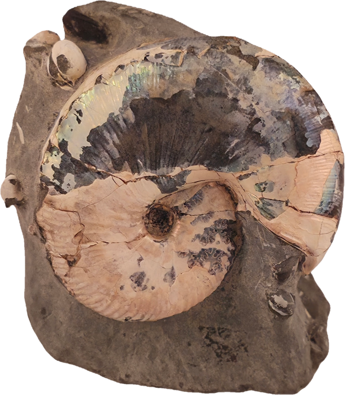 Hoploscaphites nicolletii w/ jaws