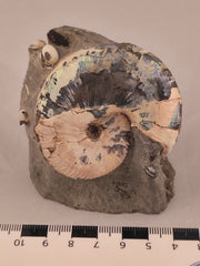 Hoploscaphites nicolletii w/ jaws