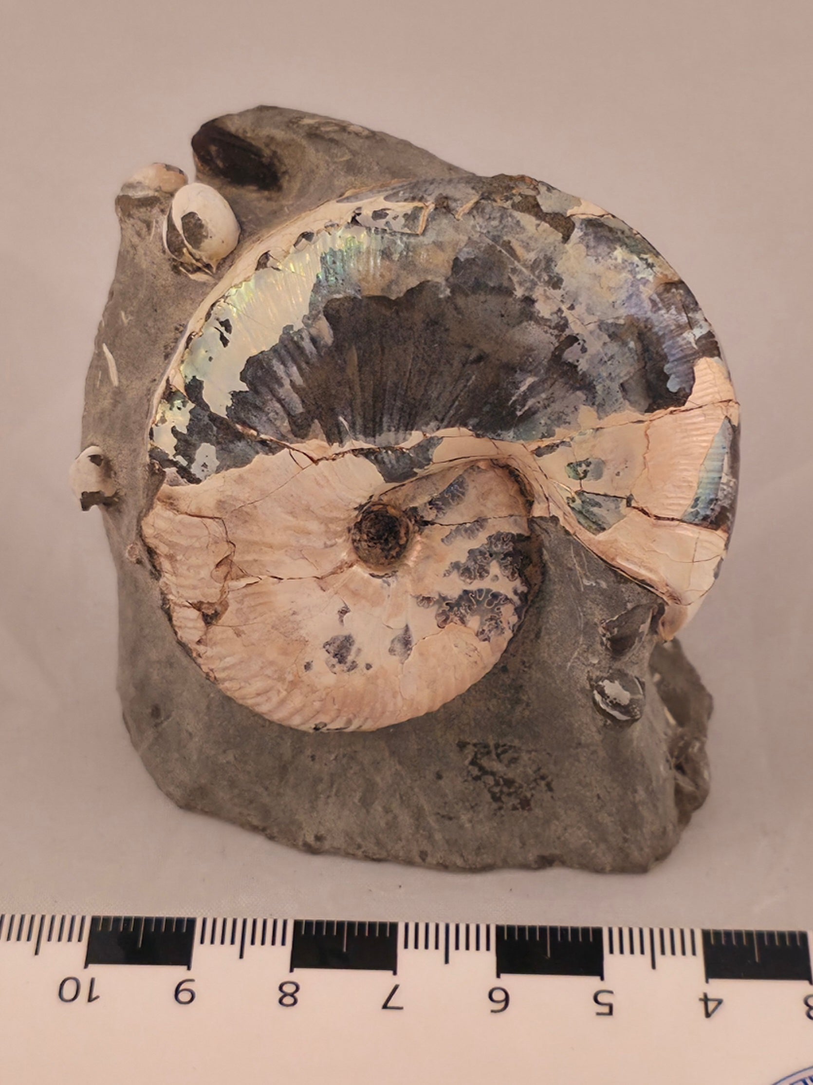 Hoploscaphites nicolletii w/ jaws