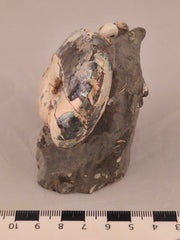 Hoploscaphites nicolletii w/ jaws