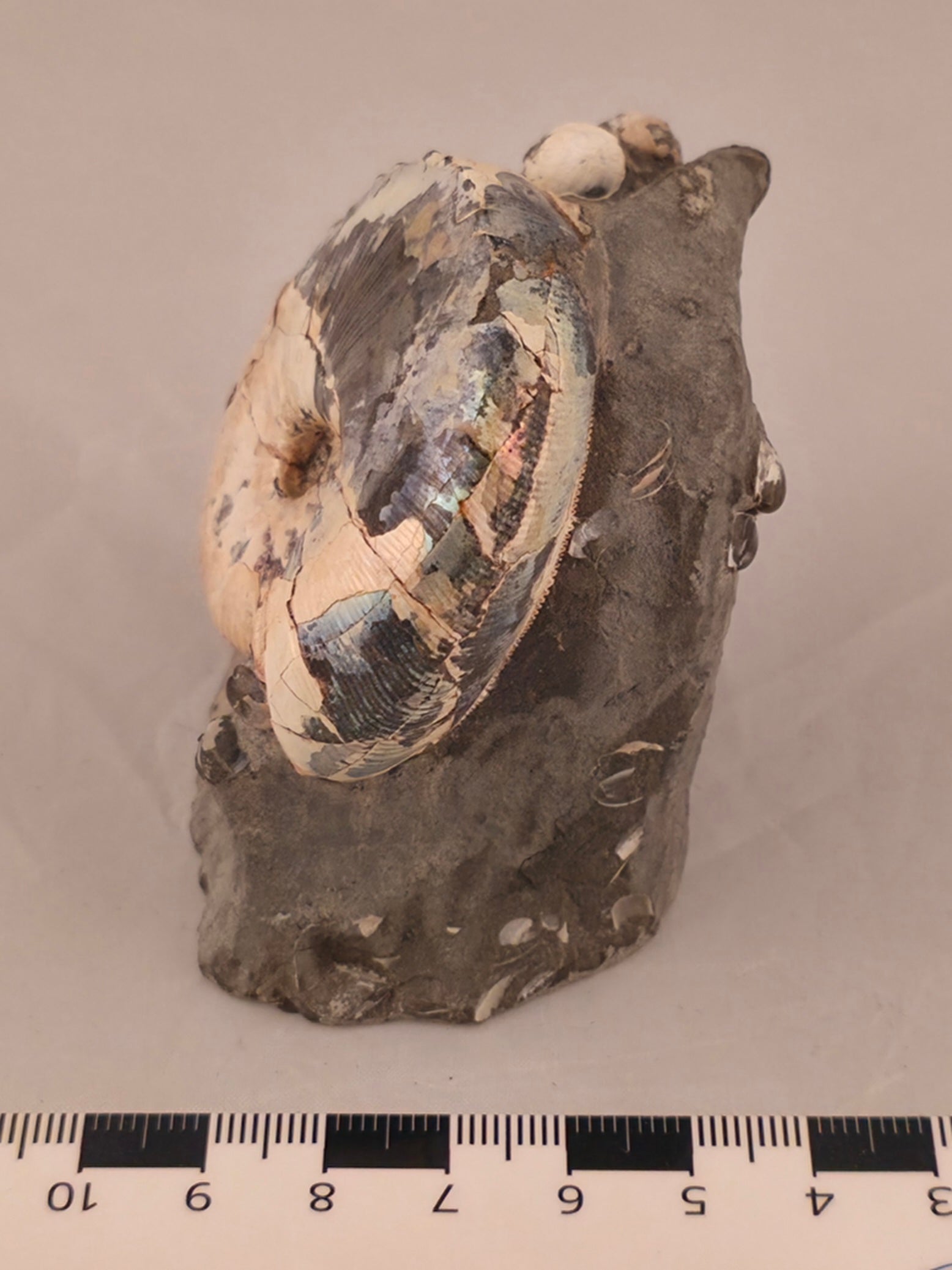 Hoploscaphites nicolletii w/ jaws