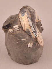 Hoploscaphites nicolletii w/ jaws 