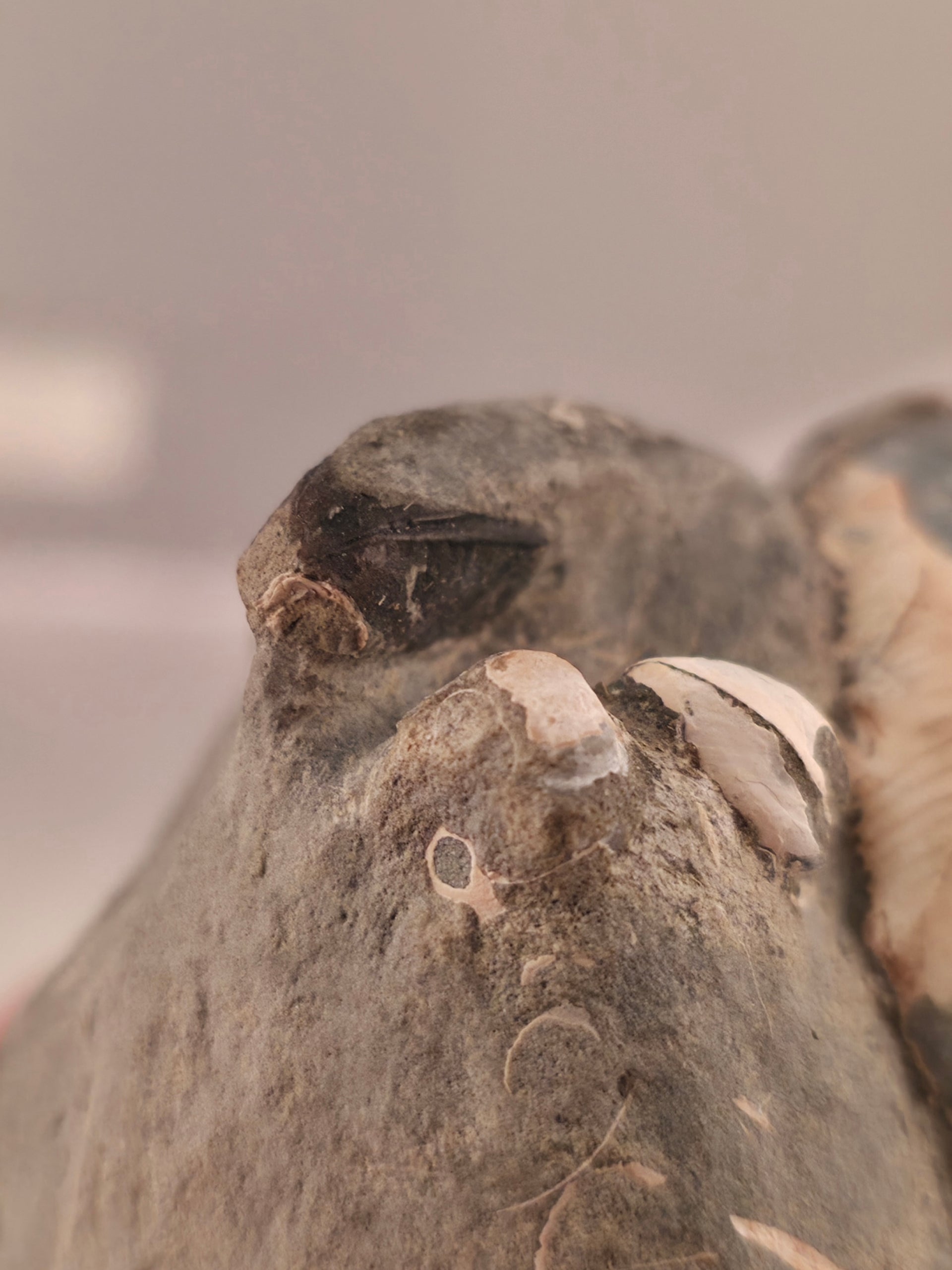 Hoploscaphites nicolletii w/ jaws