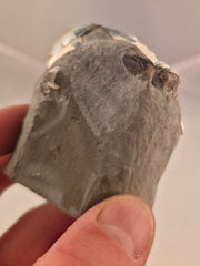 Hoploscaphites nicolletii w/ jaws