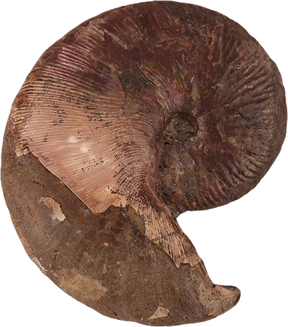 Hoploscaphites nicolletii 