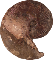 Hoploscaphites nicolletii 