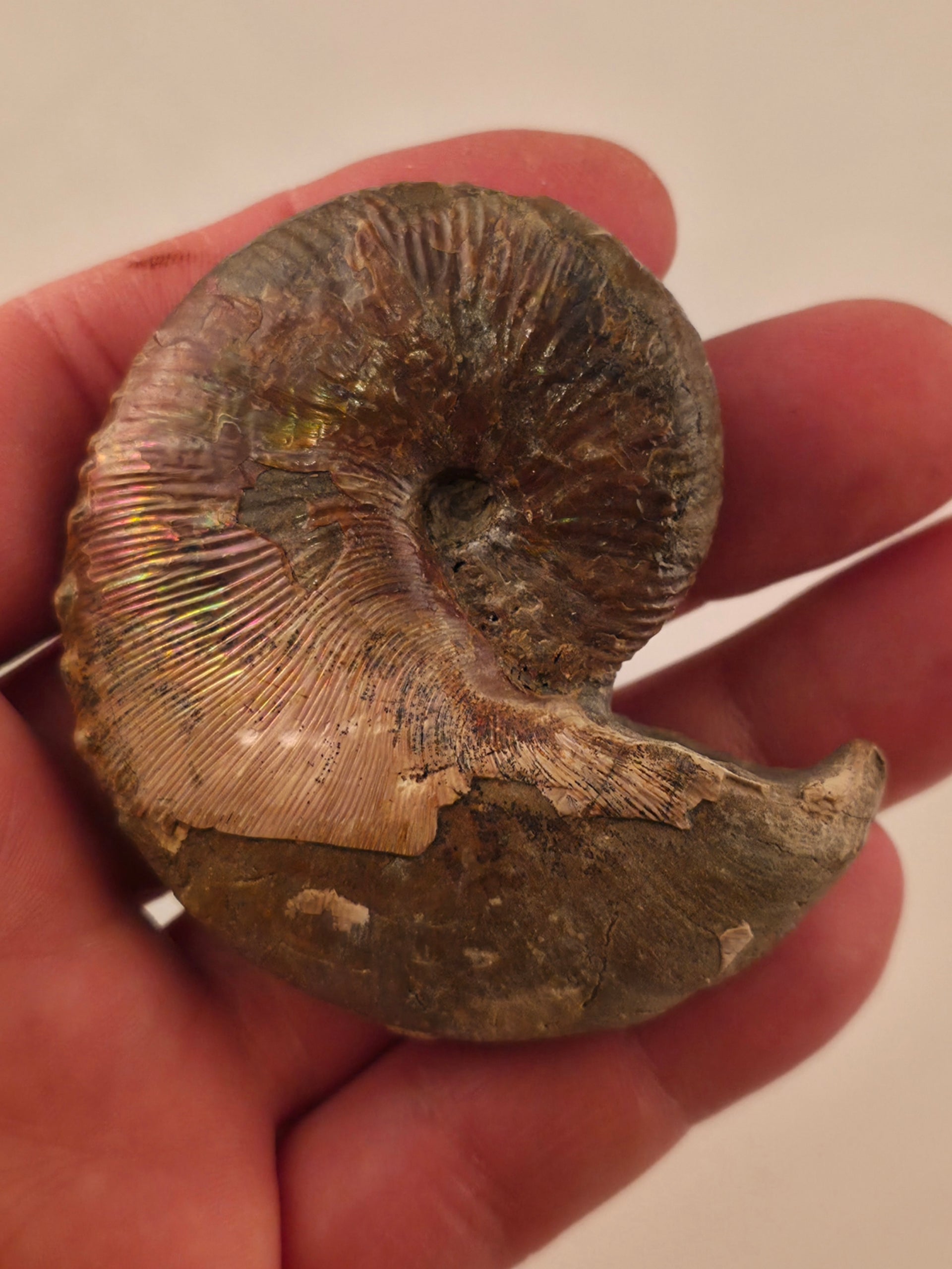 Hoploscaphites nicolletii 