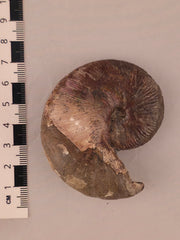 Hoploscaphites nicolletii 