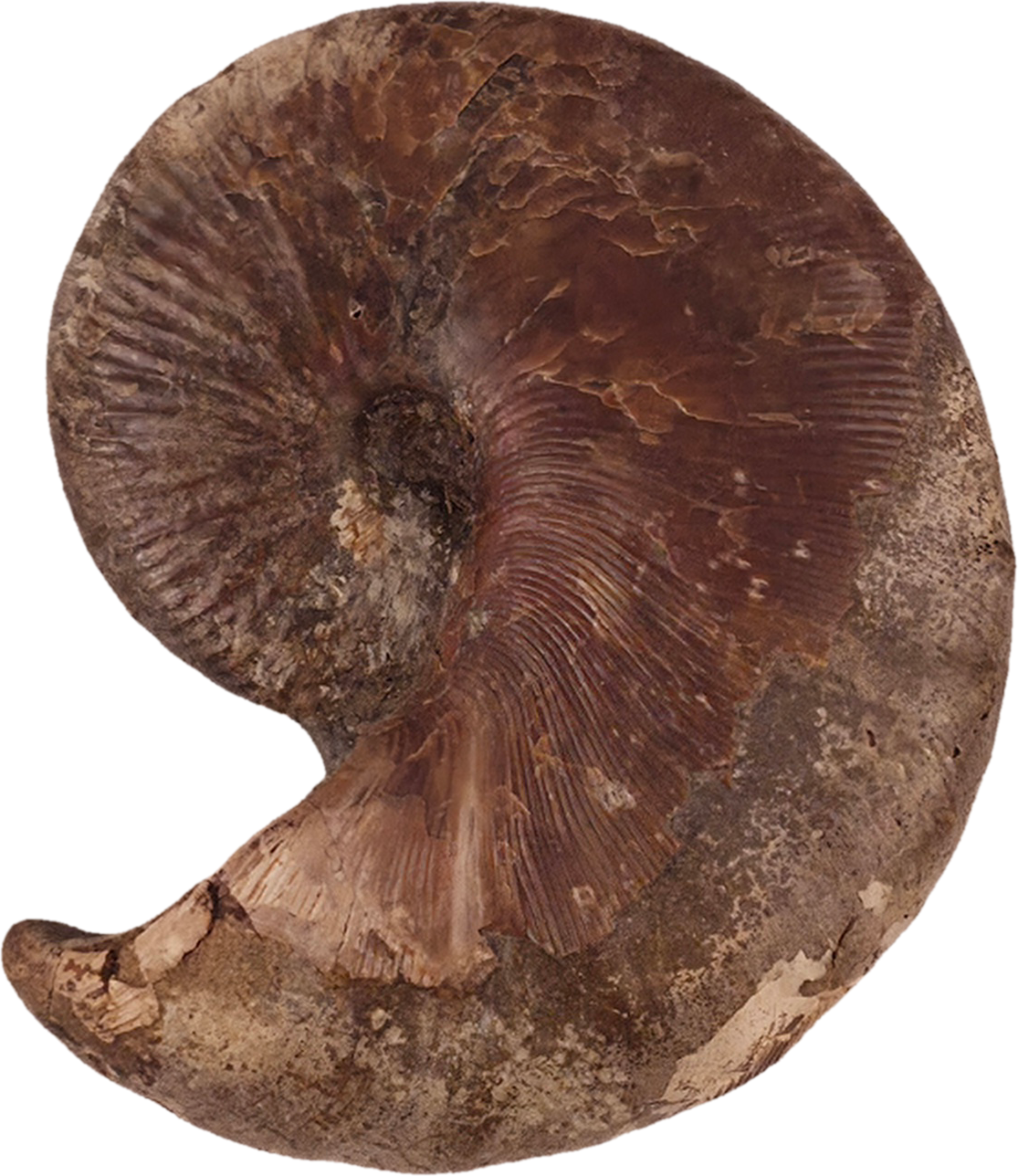 Hoploscaphites nicolletii 