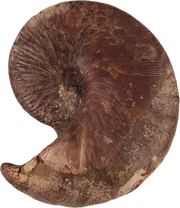 Hoploscaphites nicolletii 