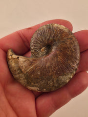 Hoploscaphites nicolletii 