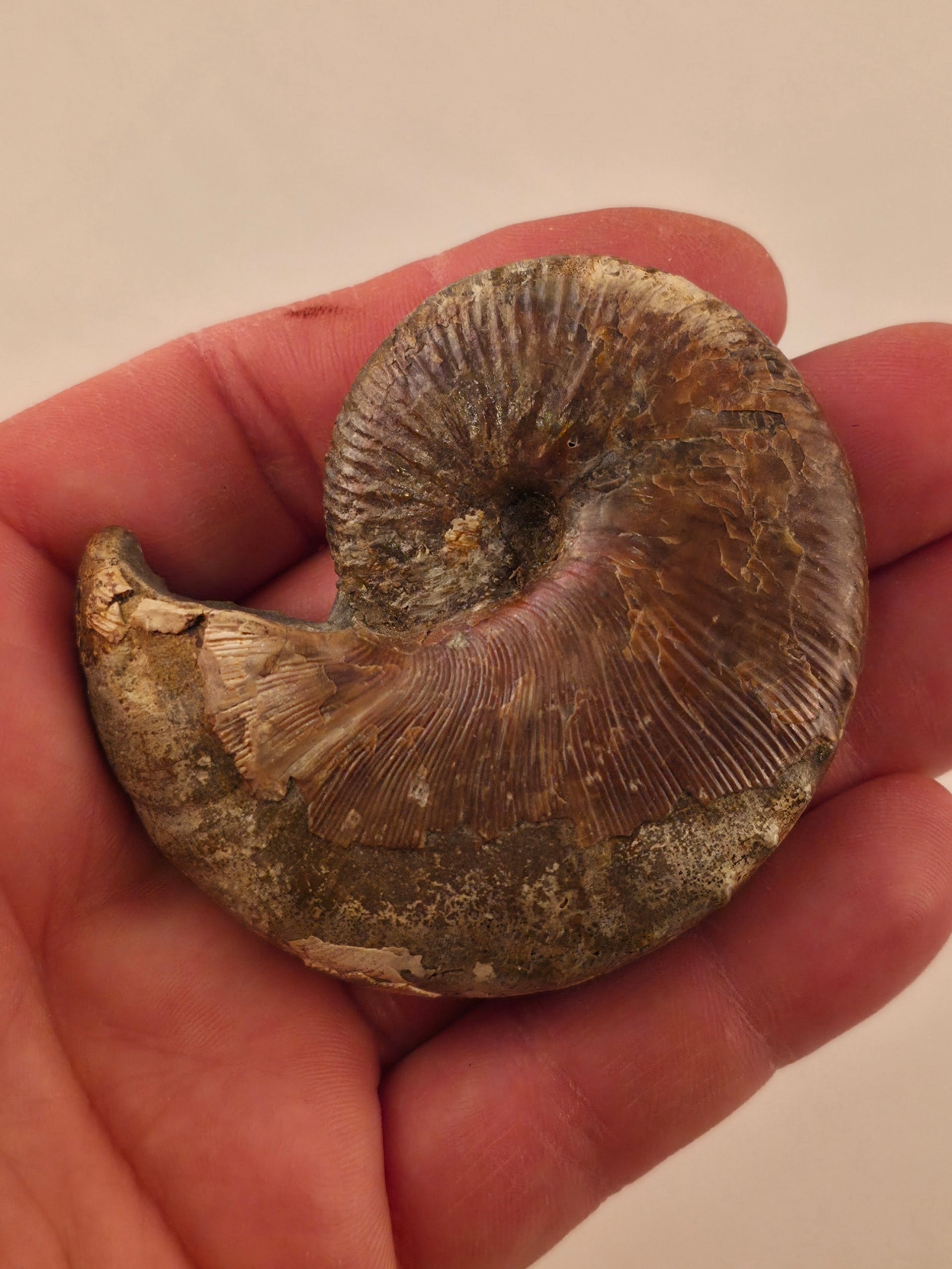 Hoploscaphites nicolletii 