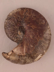 Hoploscaphites nicolletii 