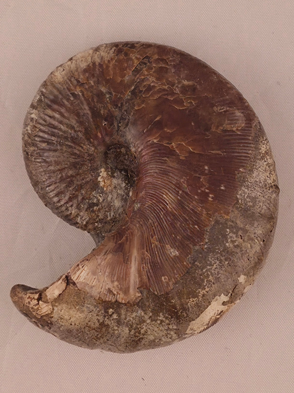 Hoploscaphites nicolletii 