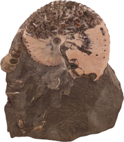 Discoscaphites conradi 