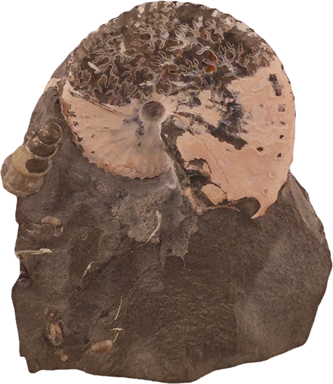 Discoscaphites conradi 