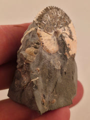 Discoscaphites conradi 