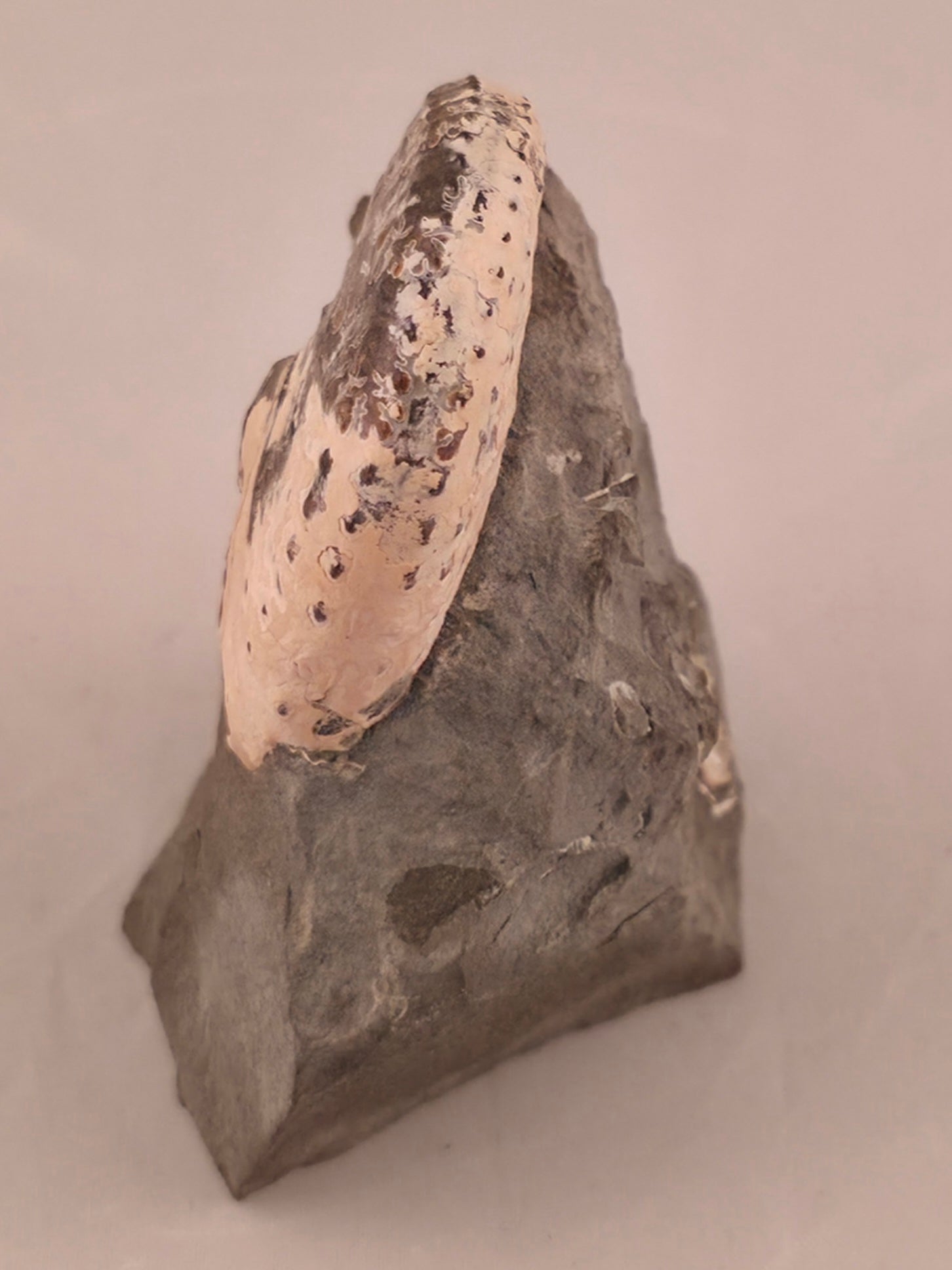 Discoscaphites conradi 