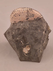 Discoscaphites conradi 