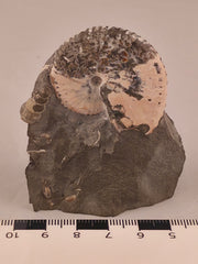 Discoscaphites conradi 