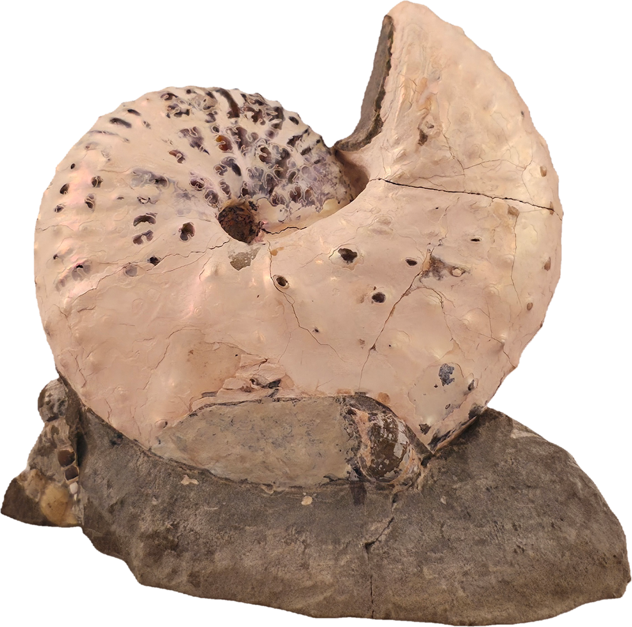 Discoscaphites cf. D. gulosus