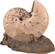 Discoscaphites cf. D. gulosus