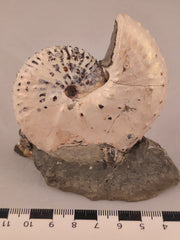 Discoscaphites cf. D. gulosus 
