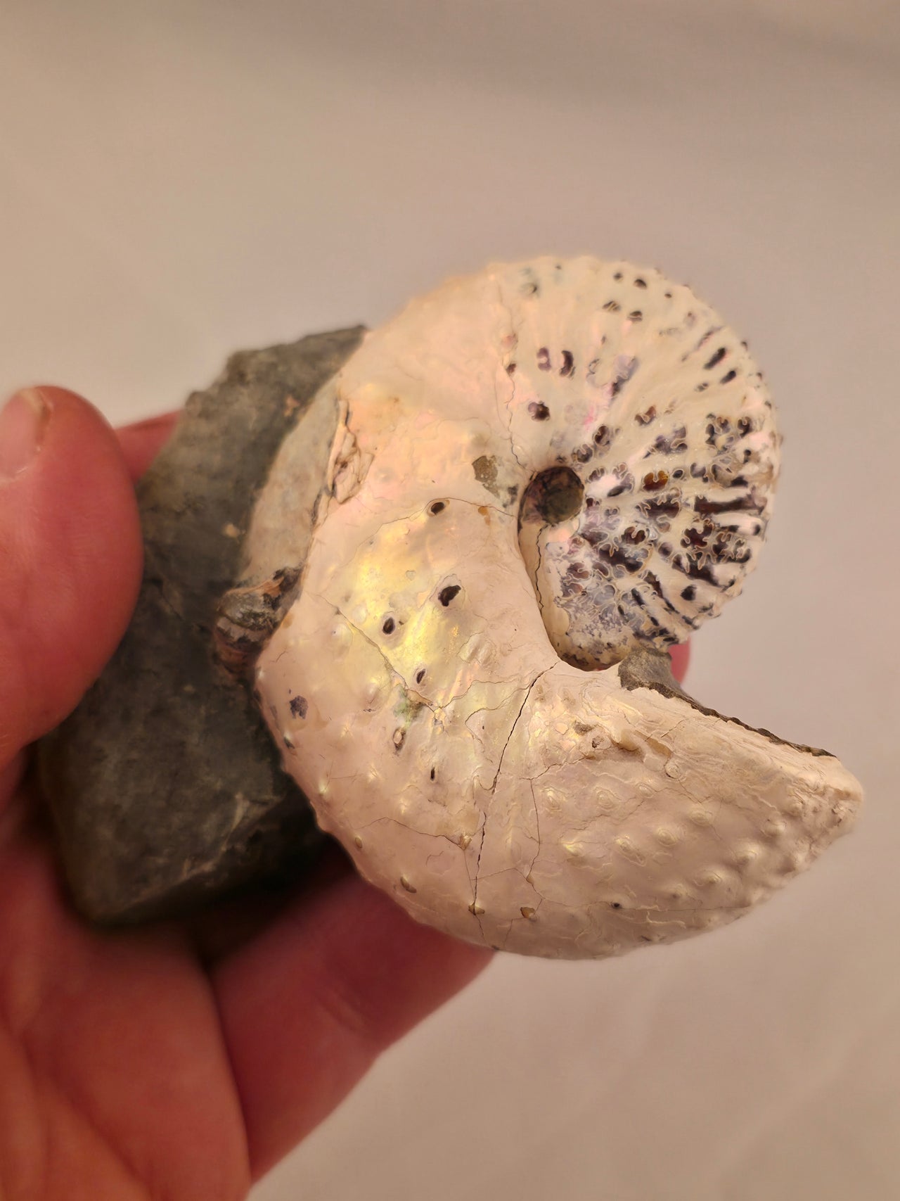 Discoscaphites cf. D. gulosus 