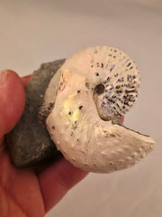 Discoscaphites cf. D. gulosus 