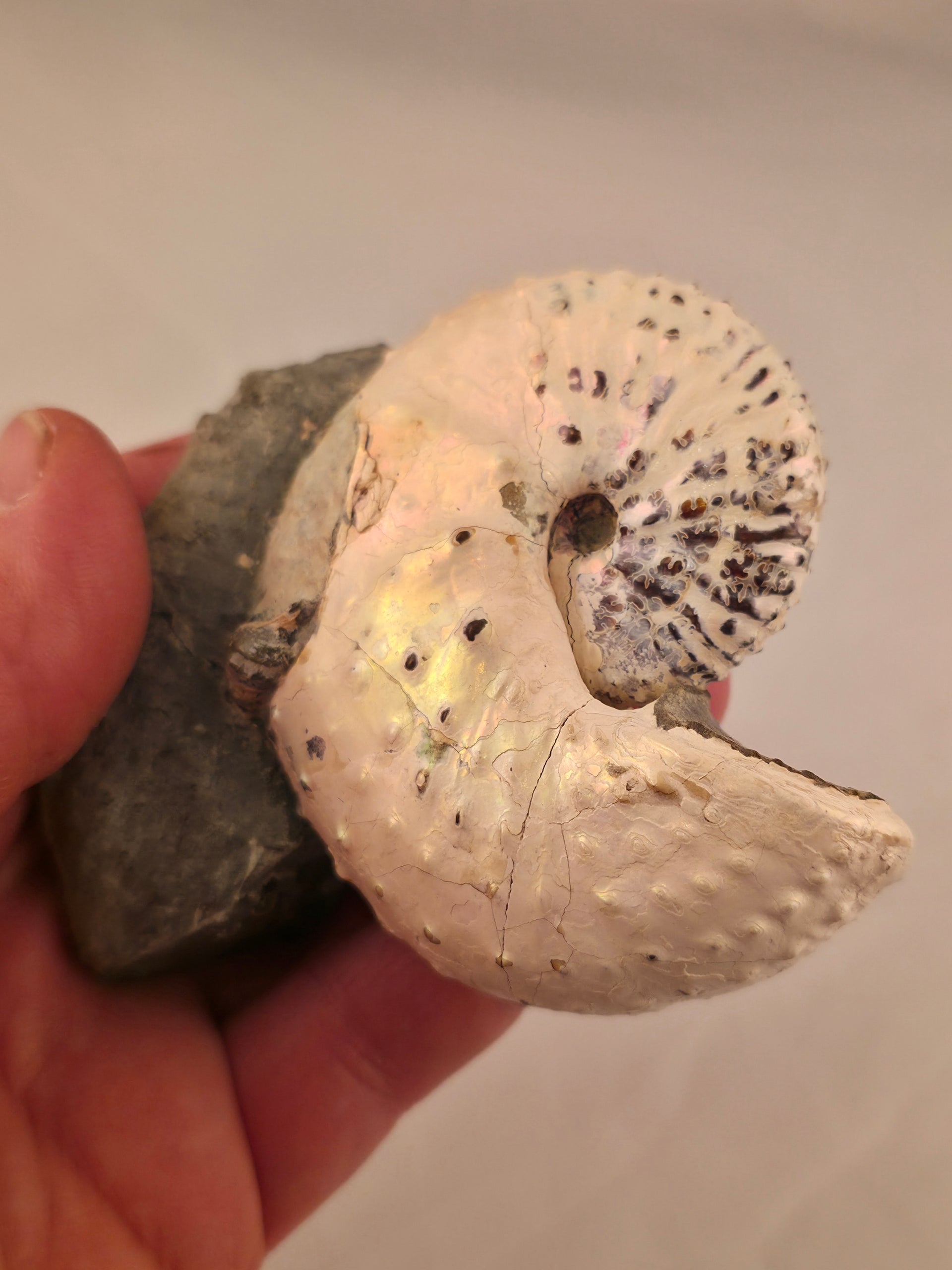 Discoscaphites cf. D. gulosus 